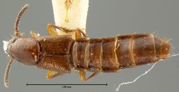 Media type: image;   Entomology 7310 Aspect: habitus dorsal view